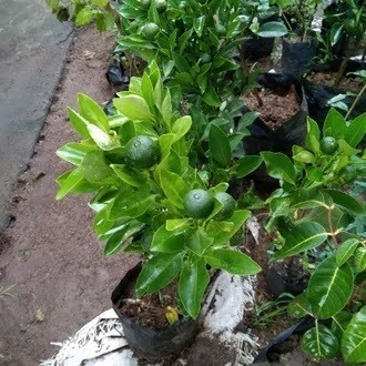 

[TERMURAH] PROMO | Beli 4 BONUS 4 | Bibit Buah jeruk | Kasturi kolomonde | SUDAH BERBUAH |Termurah terlaris