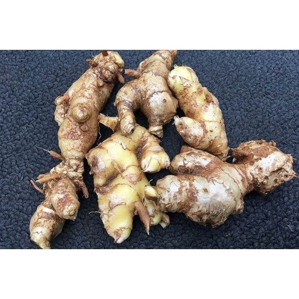 

Lampuyang lempuyang segar fresh 1kg