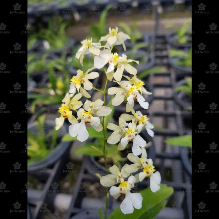 Anggrek Oncidium Mini twinkle white