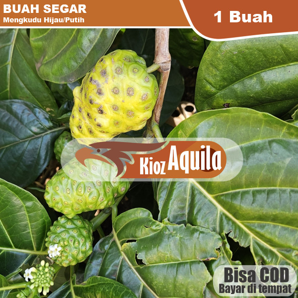 

GS-17 Buah Mengkudu 1 pcs fresh tanpa pestisida BUAH MENGKUDU/PACE,HERBALALAMI,HIPERTENSI DIABETES