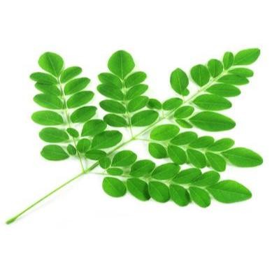 

Daun kelor segar langsung petik isi 100 gram DUNIA HERBAL