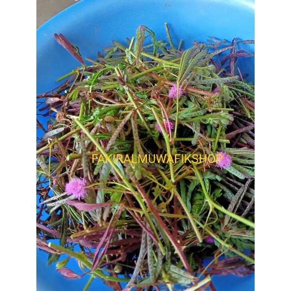 

BATANG DAN DAUN PUTRI MALU OBAT HERBAL 250 GRAM Y