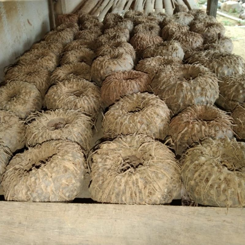 Gelaskosong11 Jual umbi porang 1kg murah SA