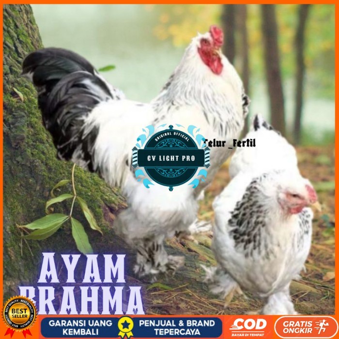 

telur ayam brahma asli bisa untuk di tetaskan vertil original berkualitas CV LIGHT PRO
