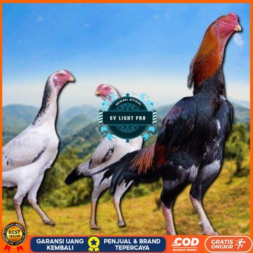 

telur fertil ayam shamo japan CV LIGHT PRO