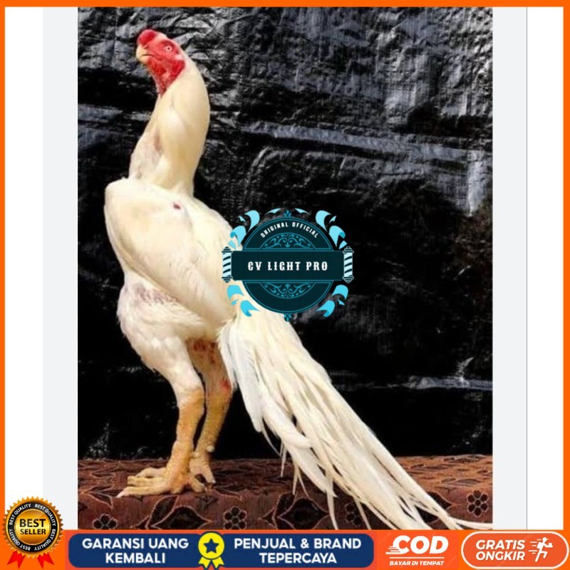 

TELUR AYAM HIAS ASEEL ORI UNTUK DI TETASKAN CV LIGHT PRO