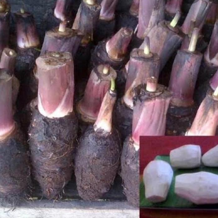 

Talas Kalimantan 1 Pcs