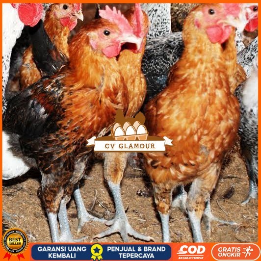 

Telur ayam elba petelur handal fertil asli siap ditetaskan - telur-ayam-elba CV GLAMOUR