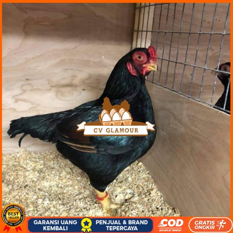 

TELUR AYAM HIAS BANTAM CORNISH UNTUK DI TETASKAN CV GLAMOUR