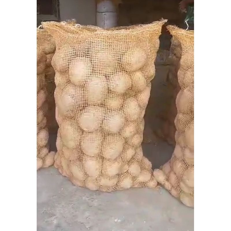 

DISKON GILA KENTANG DIENG ukuran besar 500gr langsung petani Dieng