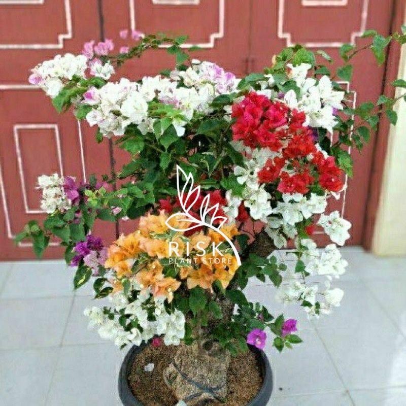 Tanaman bougenville 5 warna