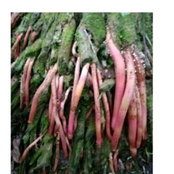 

Akar pinang muda sgar 600 gr akar sakti .