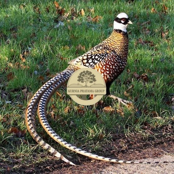 

Telur ayam hias ringneck reeves pheasant fertil untuk ditetaskan KURNIA PRATAMA GROUP