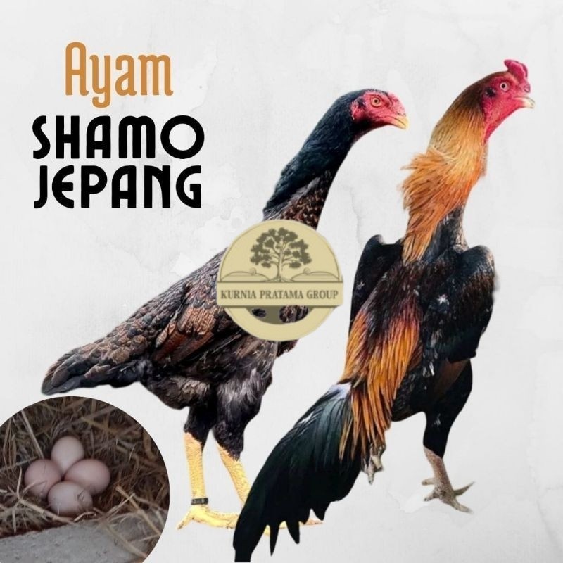

telur ayam shamo jepang ori petarung bisa untuk di tetaskan KURNIA PRATAMA GROUP