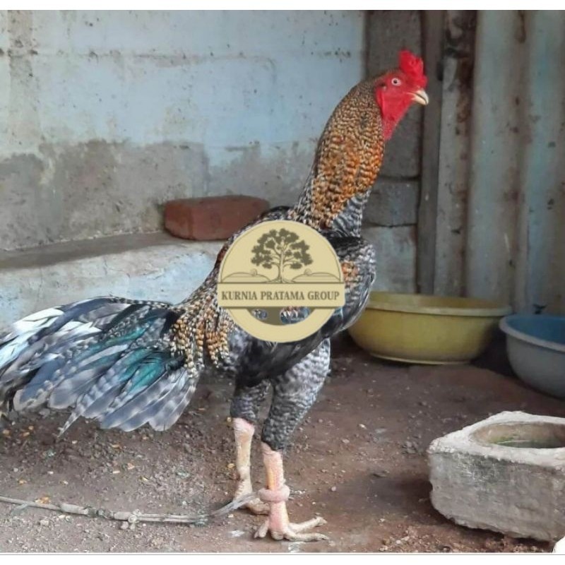 

TELUR AYAM HIAS PEDAGING URABA 2 UNTUK DI TETASKAN KURNIA PRATAMA GROUP