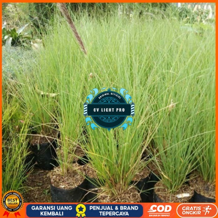 Bibit Tanaman Alang Alang Ekor Kuda/ Alang-Alang Ekor Kuda Bibit Tanaman Super Unggul CV LIGHT PRO