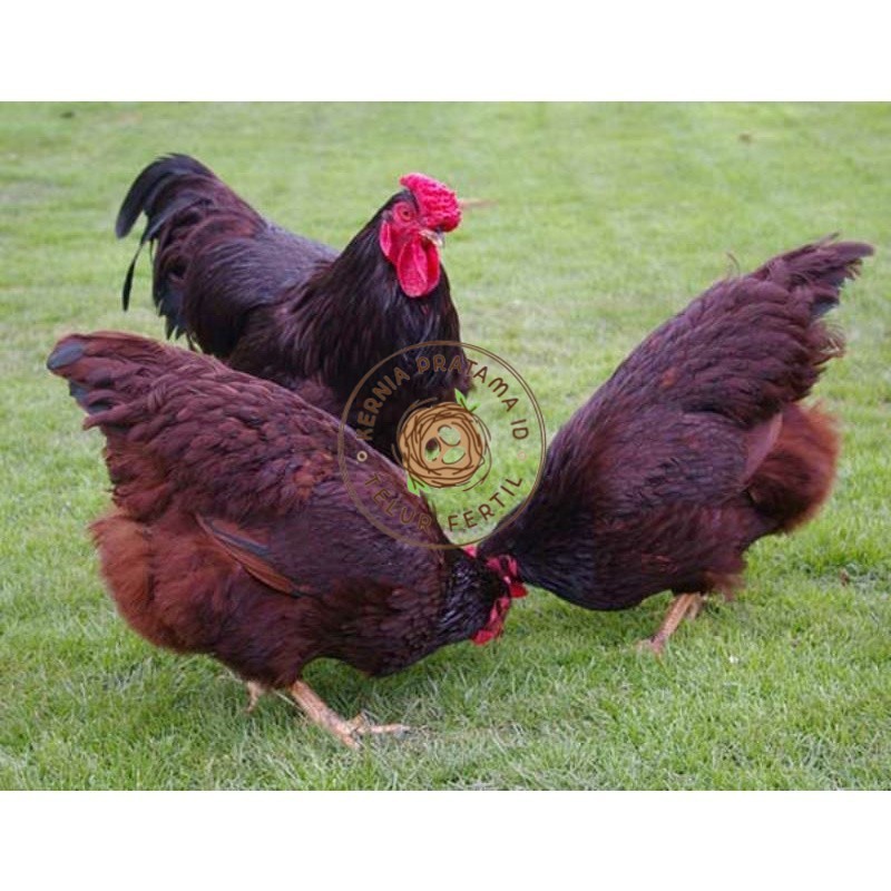 

TELUR AYAM RIR / RHODE ISLAND RED PURE LINE UNTUK DI TETASKAN KURNIA PRATAMA ID