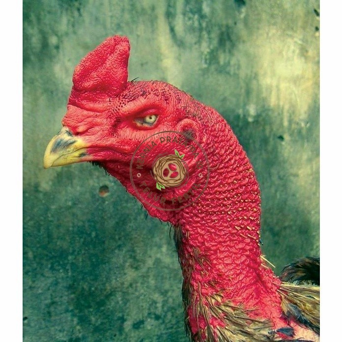 

telur ayam petarung saigon fertil asli siap ditetaskan - ayam saigon KURNIA PRATAMA ID