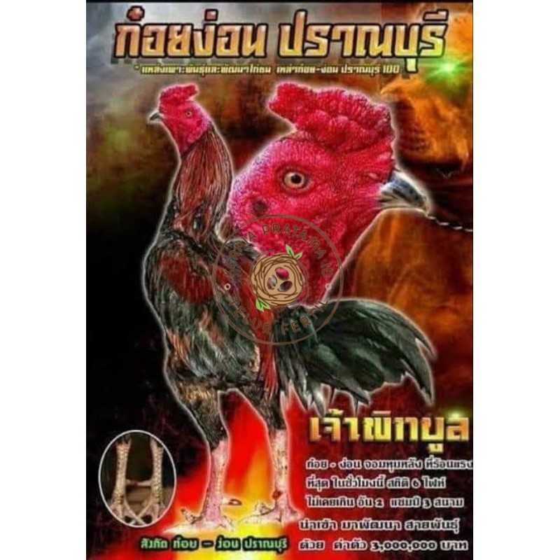 

Telur fertil ayam pakhoy trah pitt bull / COD KURNIA PRATAMA ID