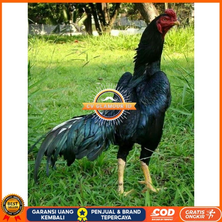 

Telur ayam bangkok shamo jepang / ayam petarung aduan siap ditetaskan CV GLAMOUR ID