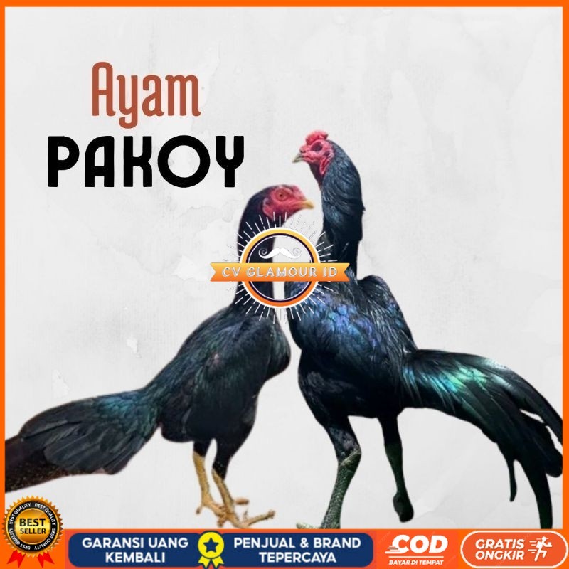 

telur ayam pakhoy ori thailand petarung bisa untuk di tetaskan CV GLAMOUR ID