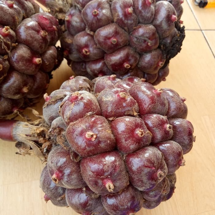 

OHI Buah Honje / Asam Patikala / Buah Kincung Sembuang / laka segar 500 gr