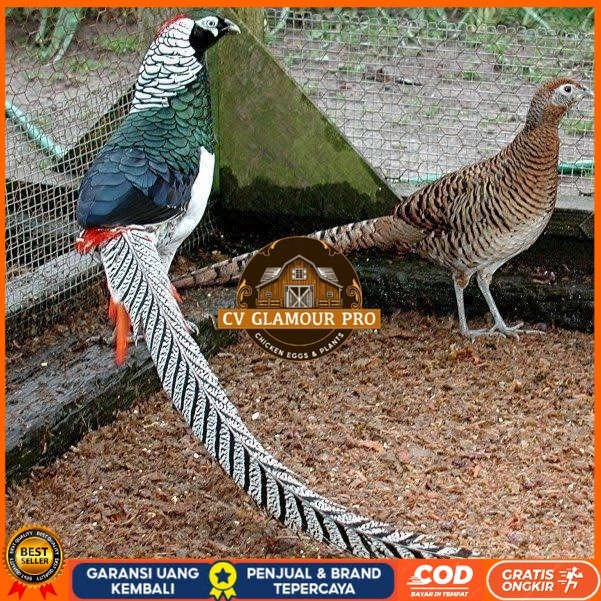 

Telur ayam hias ringneck lady amherst pheasant fertil untuk ditetaskan CV GLAMOUR PRO
