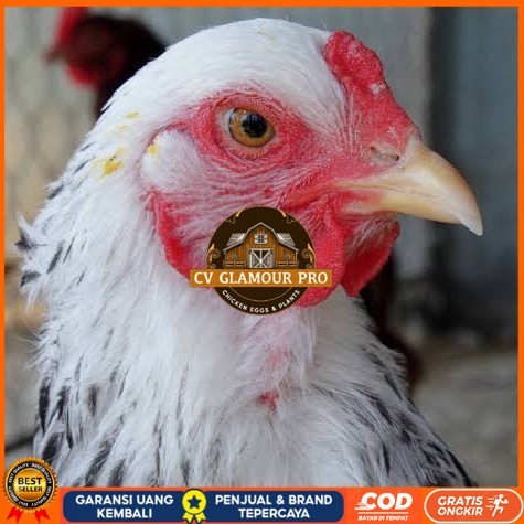 

Telur ayam arab / telur ayam hias / telur fertil siap tetas CV GLAMOUR PRO