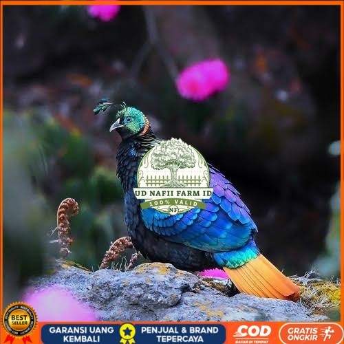 

Telur ayam hias ringneck impeyan pheasant fertil bisa ditetaskan Langsung UD NAFII FARM ID