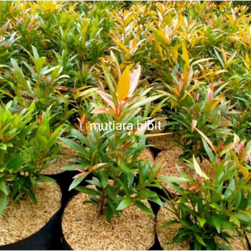 Tanaman pucuk merah, tanaman hias pucuk merah, pucuk merah