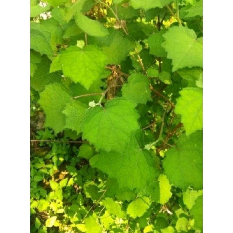 

AZ daun pulutan/ pungpurutan segar herbal 300gram