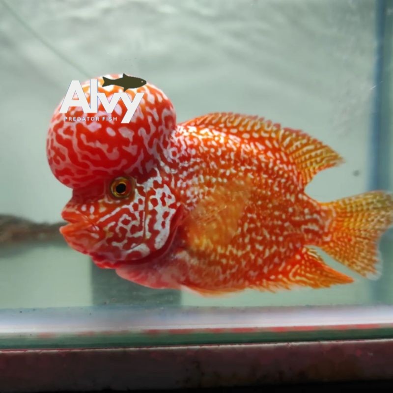 Hiyasan burayak louhan GB GOLDEN BASE lohan baby super gradeA