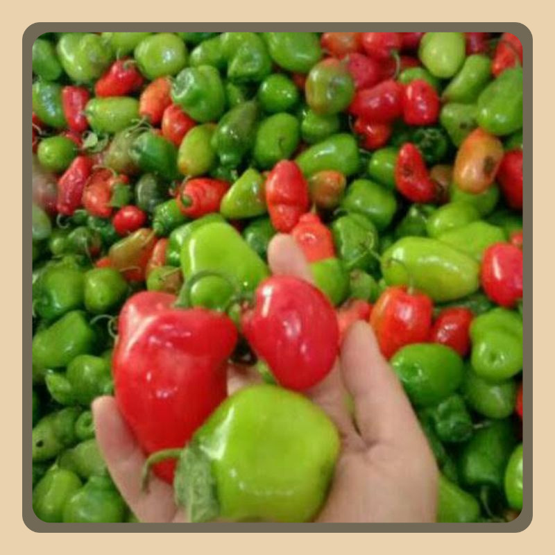 

Cabai Bandung Khas Dieng | Cabai Gendot | Cabai Segar