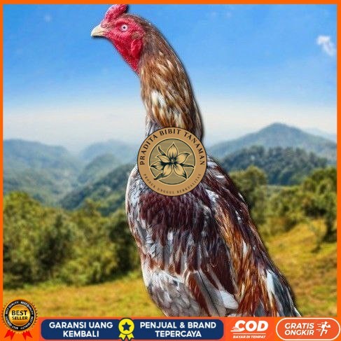 

telur tetas ayam shamo valid PRADITA BIBIT TANAMAN