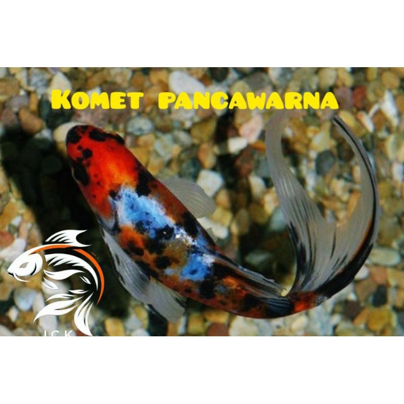 komet pancawarna size 6-8cm paket hemat isi 4