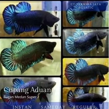 Cupang Aduan Bagan Medan Super Pilihan Terbaik