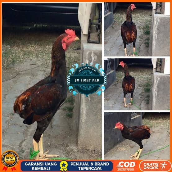 

Telur ayam tukung / telur ayam hias / telur fertil untuk ditetaskan CV LIGHT PRO
