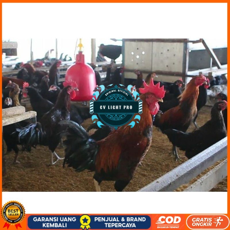 

TELUR AYAM KUB 2 JALUR PETELUR TANGGUH UNTUK DI TETASKAN CV LIGHT PRO