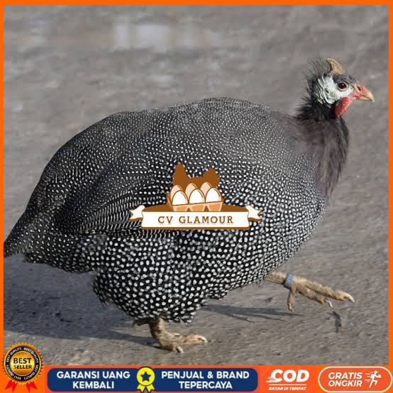 

Telur ayam mutiara / telur ayam hias / telur fertil siap tetas CV GLAMOUR