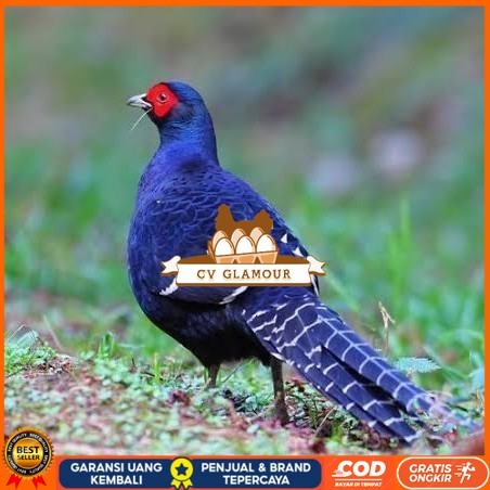 

Telur ayam hias ringneck mikado pheasant fertil siap ditetaskan Langsung CV GLAMOUR