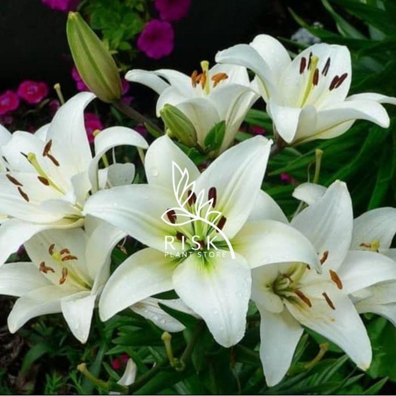 Tanaman Hias Bakung Amarilys Bunga Putih besar / amarilis bakung bunga