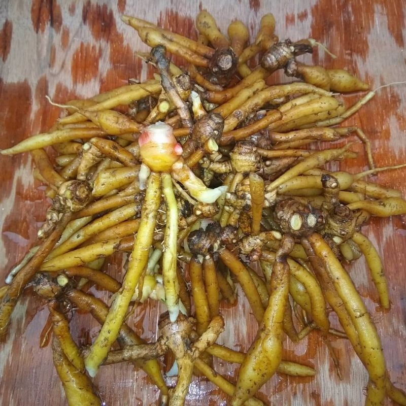 

Temu Kunci 500gr Segar ready .