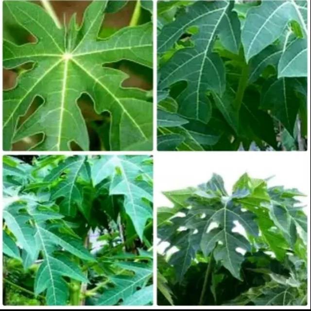 

Sahabattani Daun Pepaya Segar 300 gram Murah