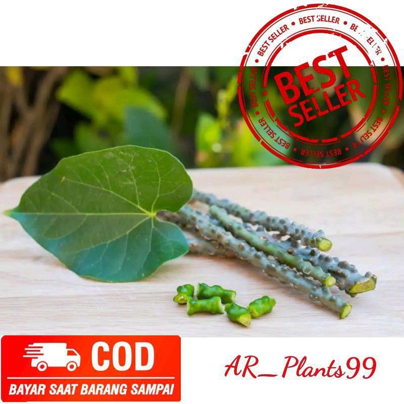 

Sahabattani BIBIT BATRAWALI | BROTOWALI | SAPIH ASI 1 KG