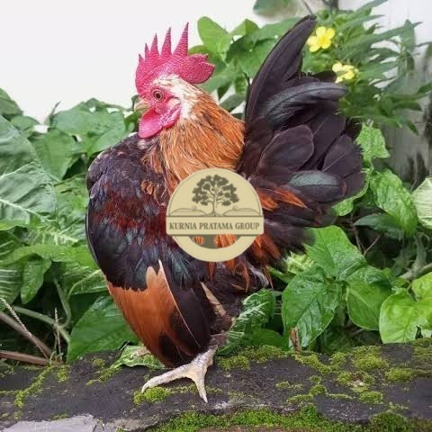 

Telur ayam serama / kate lokal fertil asli siap ditetaskan - ayam kate lokal KURNIA PRATAMA GROUP