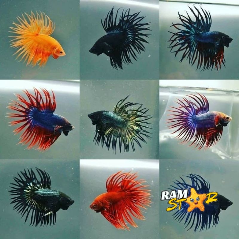 Cupang hias crowentail / cupang serit male murah meriah