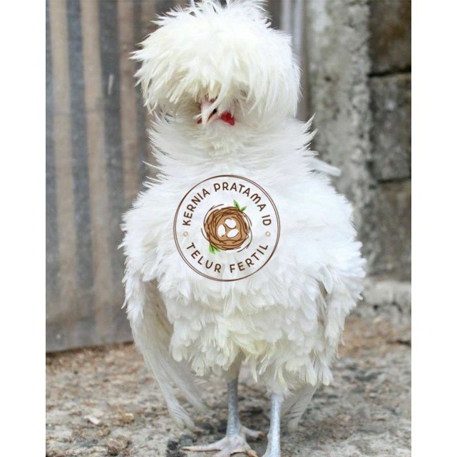 

TELUR TETAS AYAM HIAS POLAND LUCU IMUT MURAH GROSIR UNTUK DI TETASKAN KURNIA PRATAMA ID