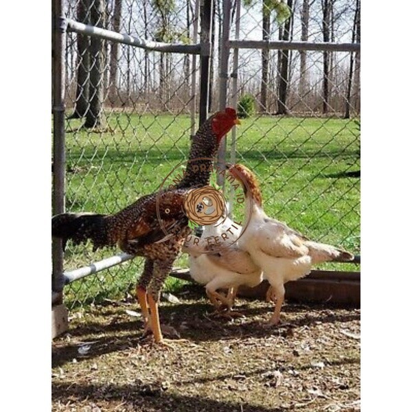 

TELUR AYAM GORILA LAYER PETELUR UNTUK DI TETASKAN KURNIA PRATAMA ID