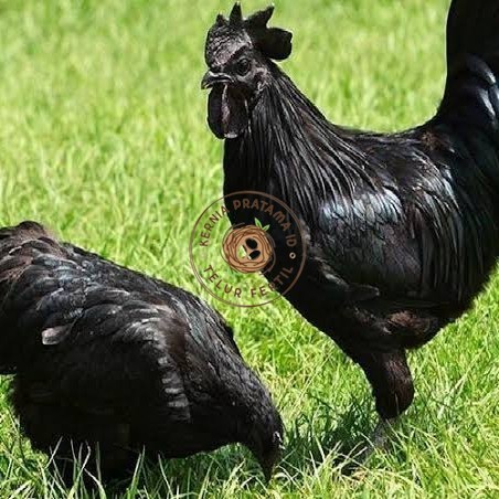 Telur ayam hias cemani lidah hitam fertil asli siap ditetaskan - ayam cemani KURNIA PRATAMA ID