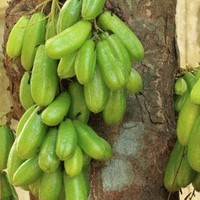 PROMO Bibit belimbing wuluh - Pohon belimbing wuluh